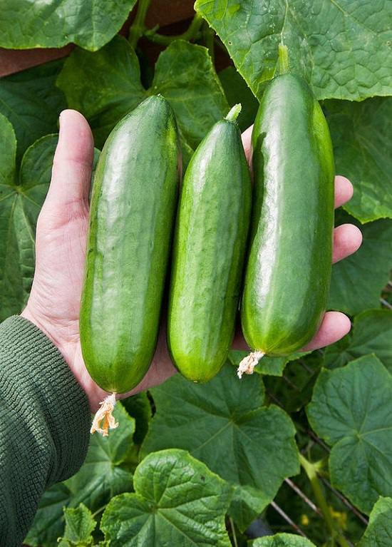 Use Epsom Salt for Cucumbers to improve productivity and grow crispy and juicy cucumbers.