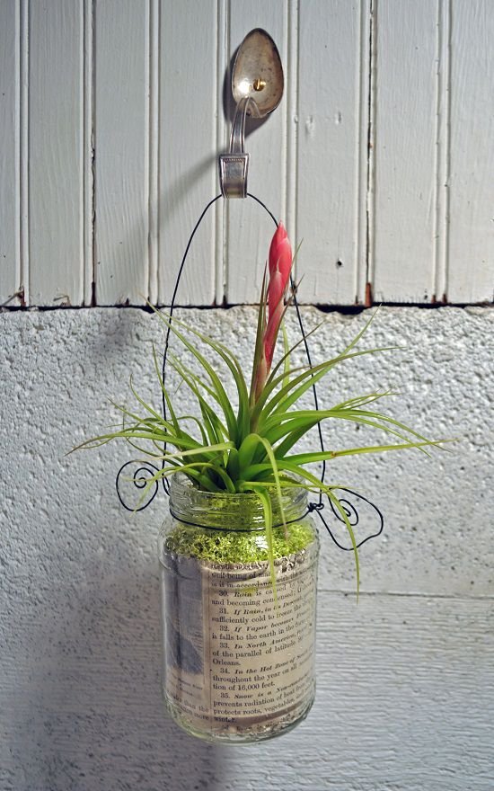 hanging plants indoor ideas