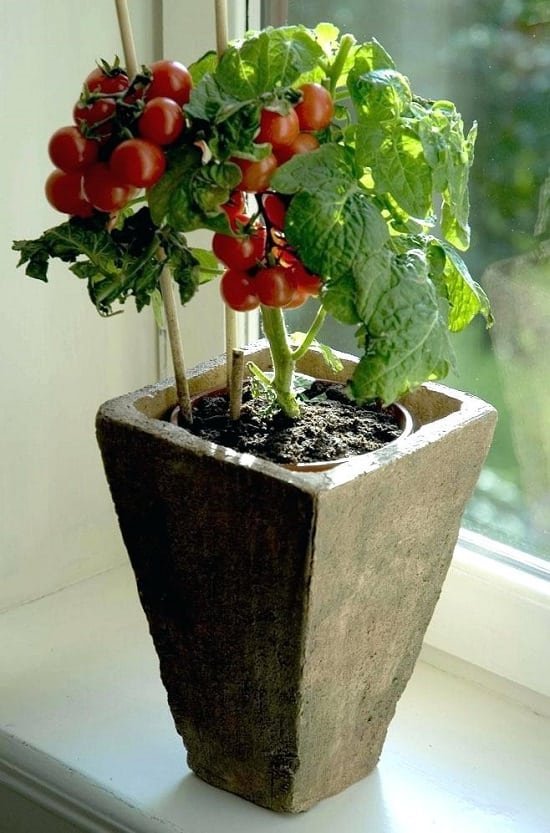Everything About Growing Tomatoes Indoors