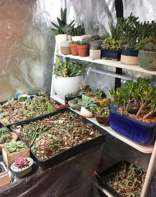 DIY Grow Tent for succulents