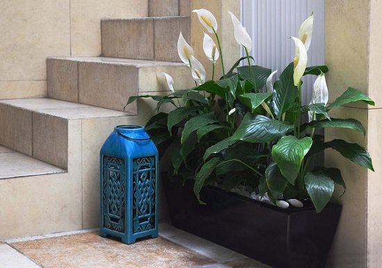 Peace Lily Care and Growing is easy, it grows in low light and purifies the air--All these facts make it a perfect houseplant for homes and offices!