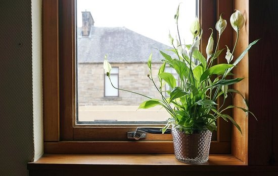 Peace Lily Benefits