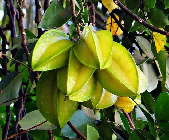 Star fruit facts