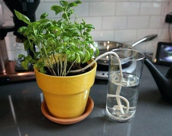 Planning a vacation or going out for a few days on a business trip? Want to know "How to Water Plants While Away?" These hacks will help you!