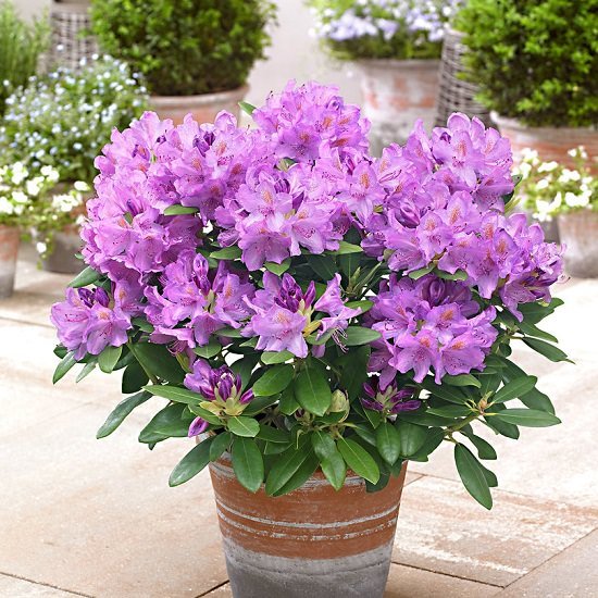 Types of Purple Flowers 7