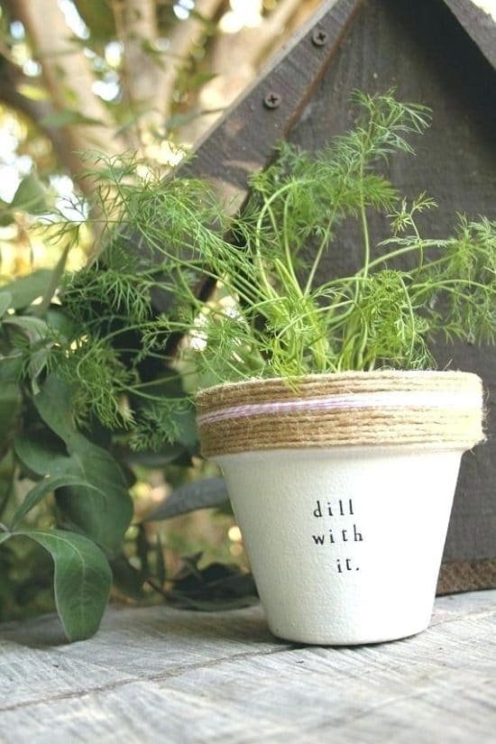 Growing Dill in Pots and Containers