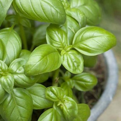 101 Acid loving Plants For Acidic Soil | Balcony Garden Web