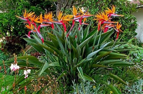 25 best perennials with orange flowers
3