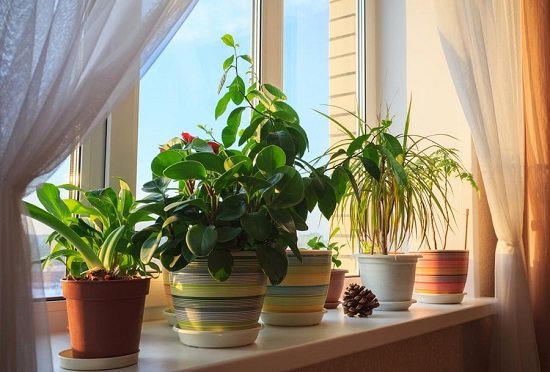 How to Water Houseplants