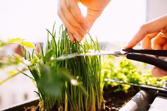 Learn Growing Chives in Pots without much space so that you can have fresh scapes of this versatile herb in your salads, pasta, scrambled eggs, sandwiches, etc.