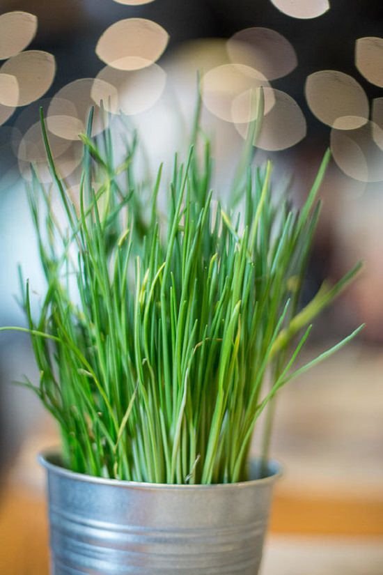 How to care for chives
