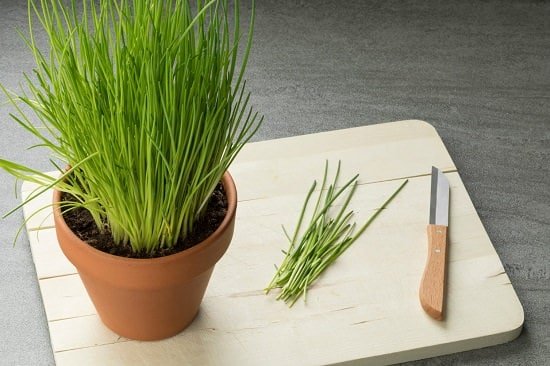Growing Chives Indoors