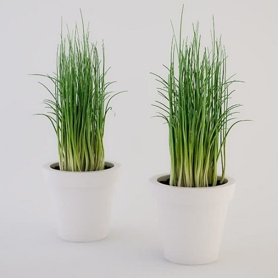 Growing Chives Indoors is easy. Doing this will give you an option of a fresh year-round harvest of this herb.