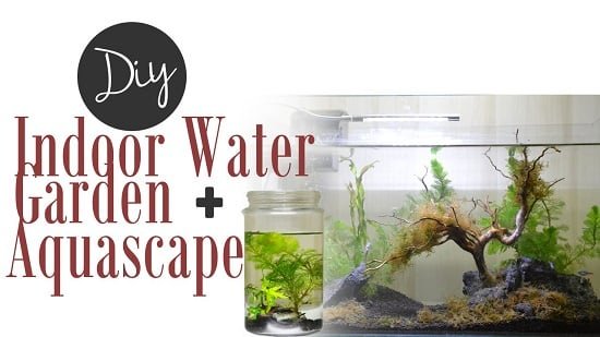 Indoor Water Garden Ideas 3
