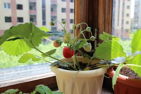 Growing Strawberries Indoors