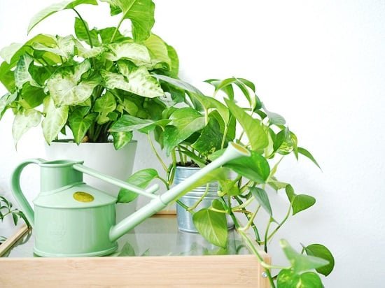 How to Water Indoor Plants