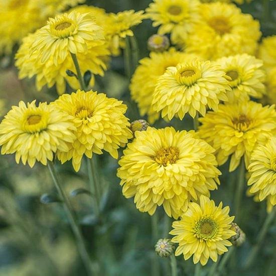 Types of Yellow Flowers 8