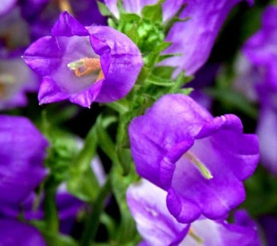 Purple Flowers 129