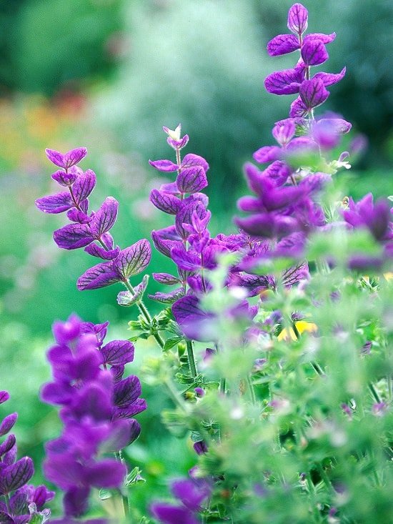 dark purple flowers names
