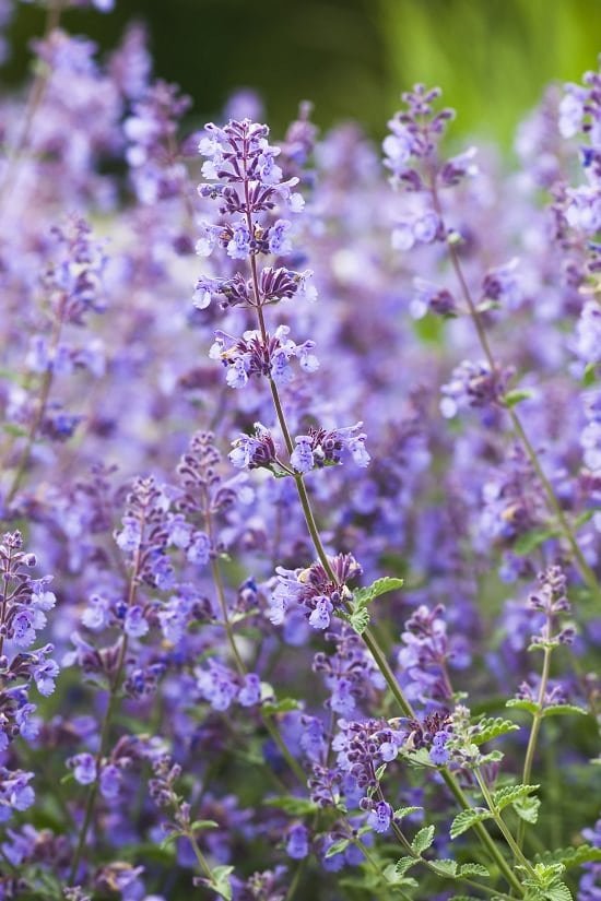 Purple Flowers 121
