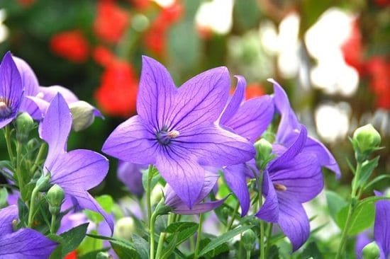 Purple Flowers Flower Names