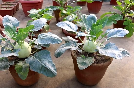 Growing Kohlrabi in Pots | Kohlrabi Care | Balcony Garden Web