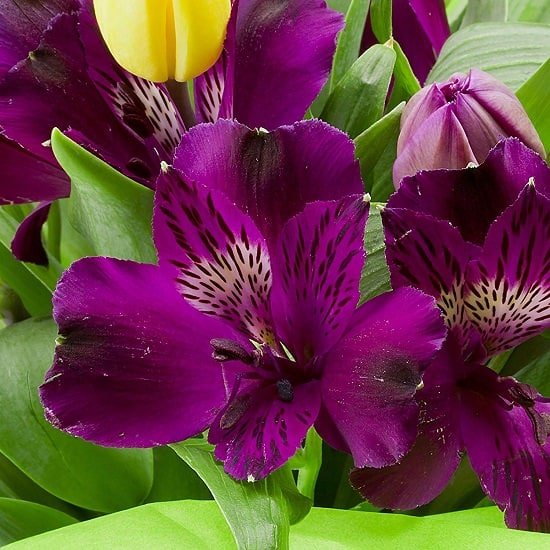 Purple Flowers 118
