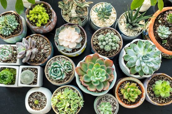 31 Types of Succulents