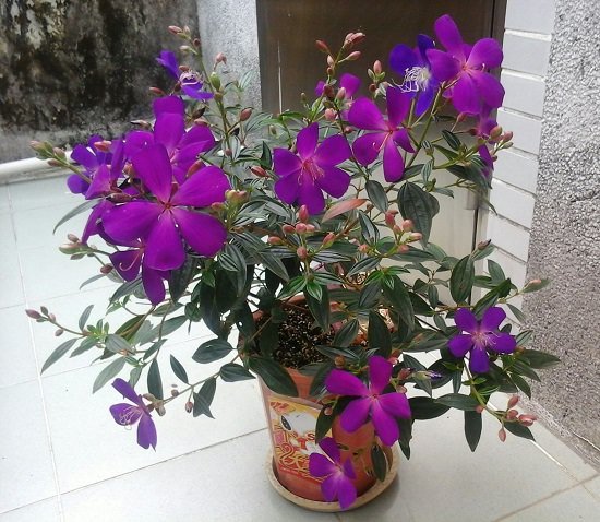 Purple Flowers 141