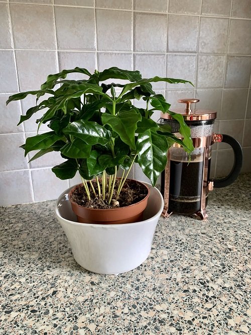 How to Grow a Coffee Plant 10