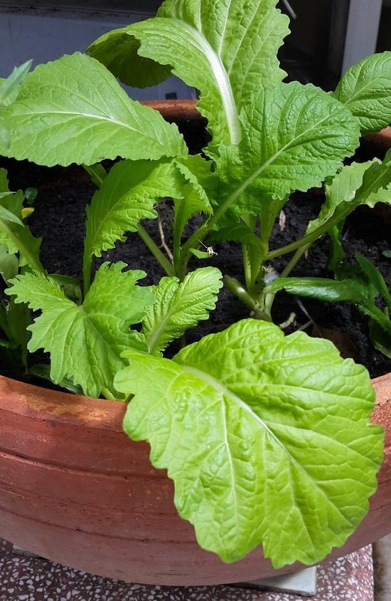 Fall Vegetables to plant in containers