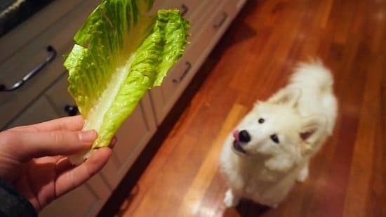 Is Lettuce Safe for Dogs? Can Dogs Eat Lettuce?