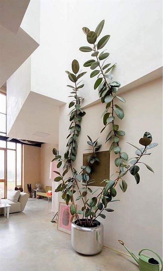 These 7 Amazing Rubber Plant Benefits and Facts will make this houseplant a must-have in your indoor plant collection!