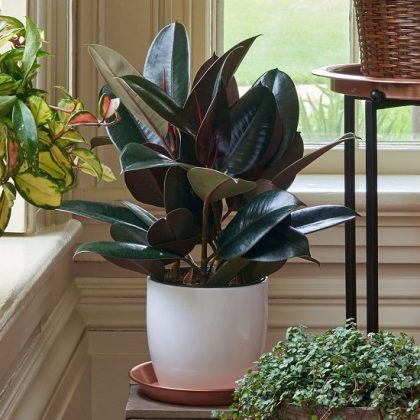 7 Amazing Rubber Plant Benefits | Balcony Garden Web