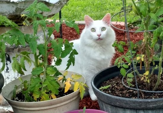 Are Tomatoes Bad for Cats?
