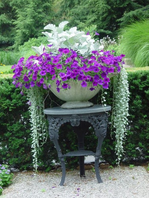 Plant Combination Ideas for Container Gardens 1