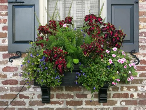 Plant Combination Ideas for Container Gardens 11