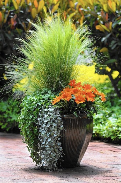 Plant Combination Ideas for Container Gardens 13