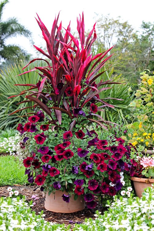 Plant Combination Ideas for Container Gardens 15