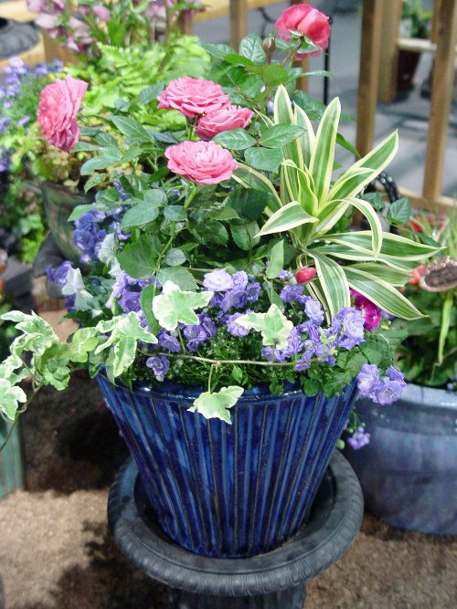 Plant Combination Ideas for Container Gardens 17