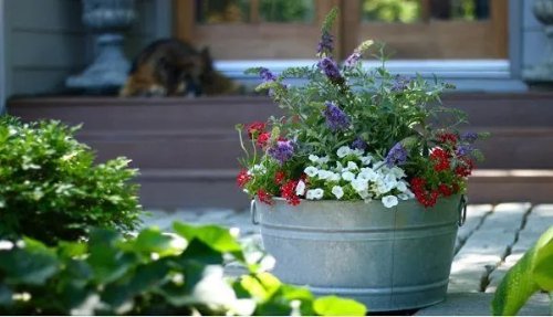 Plant Combination Ideas for Container Gardens 27