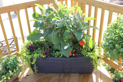 Plant Combination Ideas for Container Gardens 31