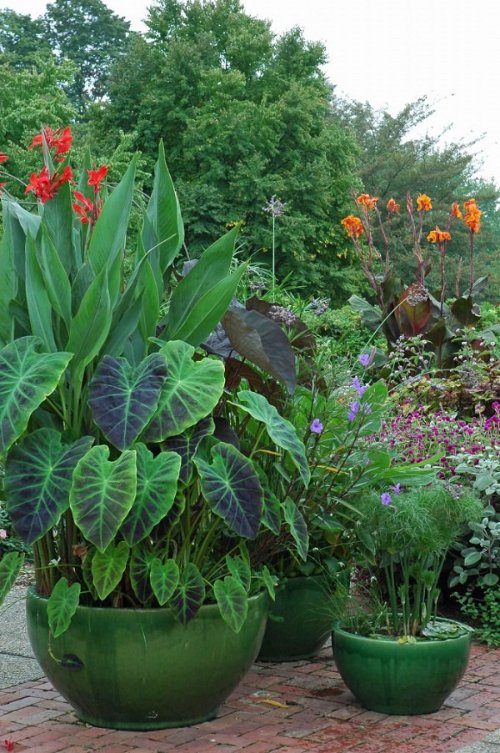 Plant Combination Ideas for Container Gardens 7