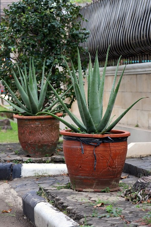 Aloe vera in containers