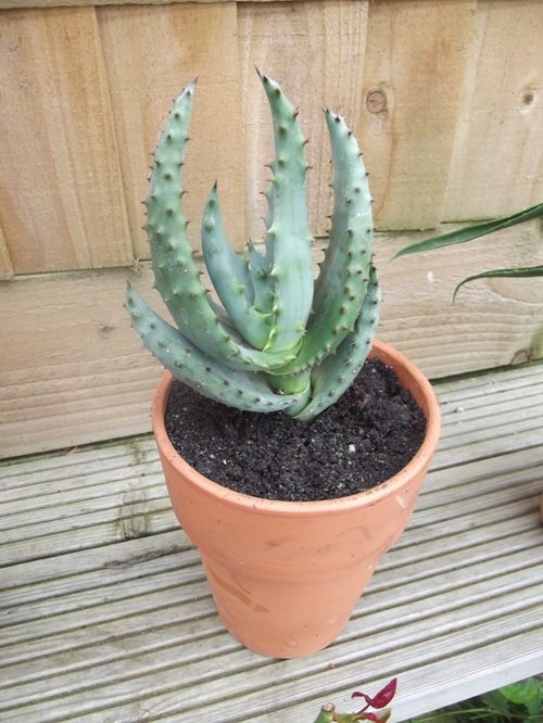 Aloe Varieties For Containers | Cape Aloe