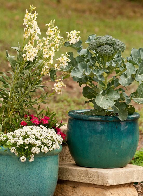 How to Grow Broccoli in Pots 2