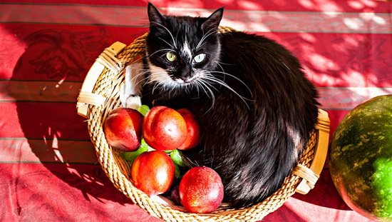 Can Cats Eat Apples? What should be the proper way to give them to cats? Everything is explained in detail in this informative article.