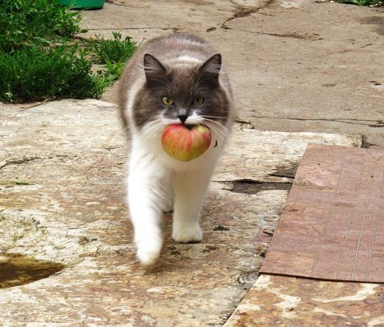 Can Cats Eat Apples? Are Apples Bad for Cats