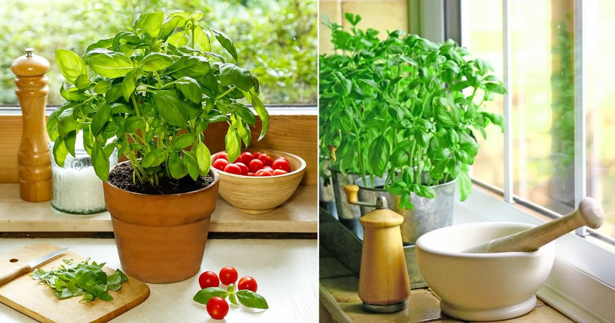 Growing Basil Indoors Year Round Basil Plant Care