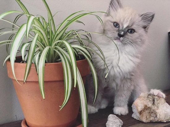 Are Spider Plants Poisonous to Cats
